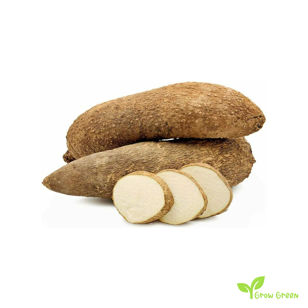 1 Giant African Yam - DIOSCOREA CAYENENSIS + Gift 5 seeds of Sunflower