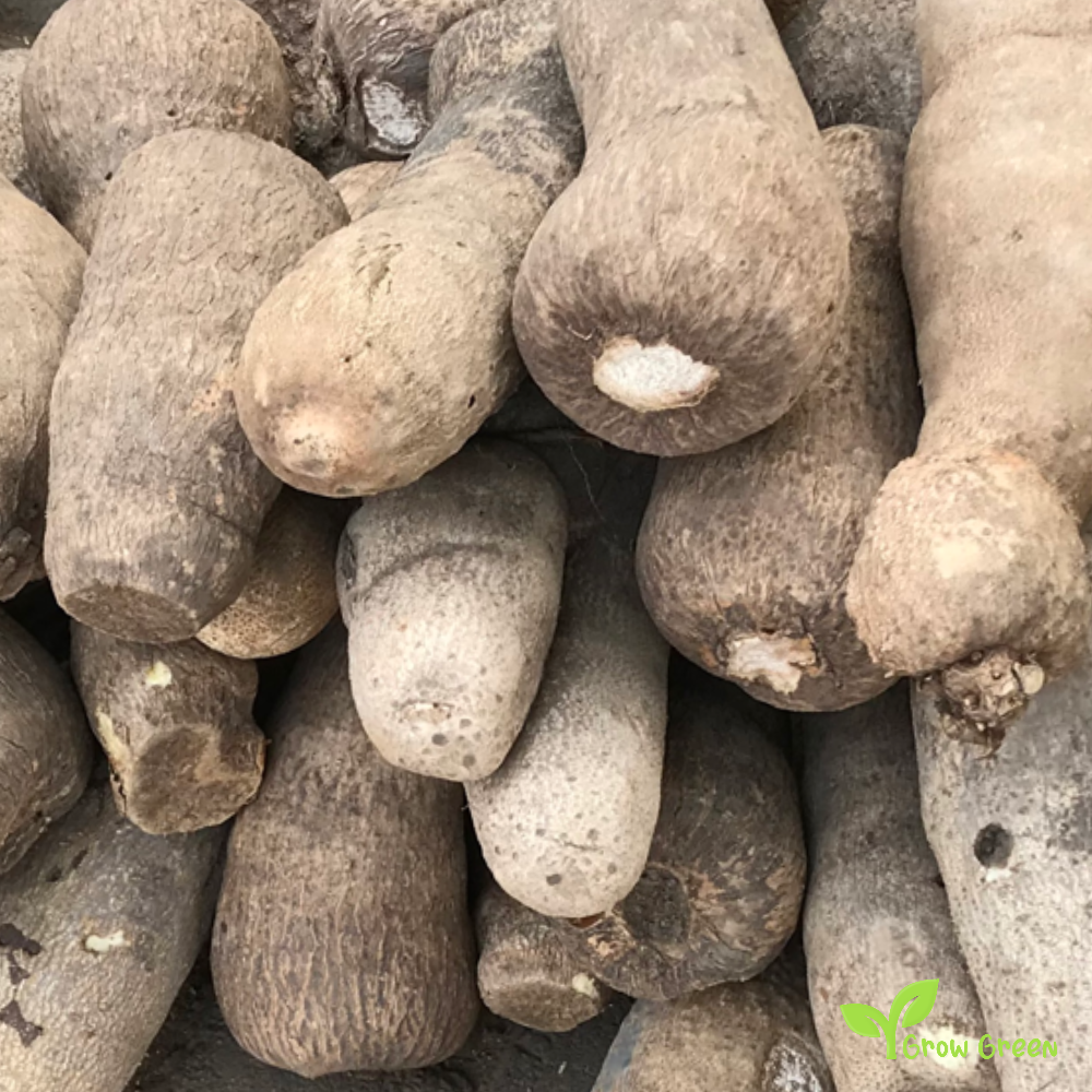 1 Giant African Yam - DIOSCOREA CAYENENSIS + Gift 5 seeds of Sunflower