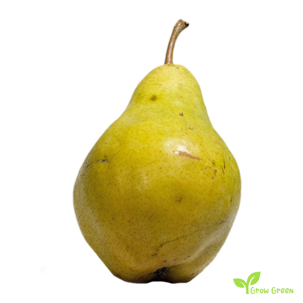 3 seeds of Williams Pear - PYRUS COMMUNIS + Gift 5 seeds of Sunflower