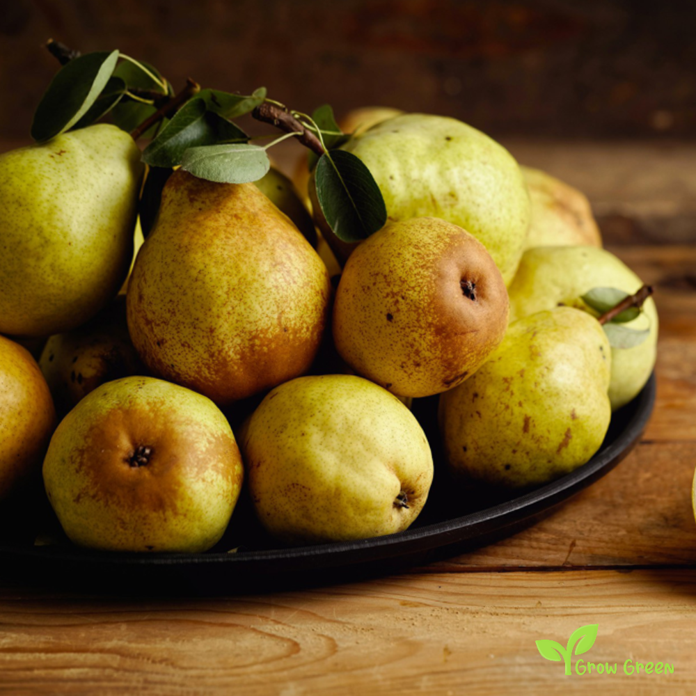 3 seeds of Williams Pear - PYRUS COMMUNIS + Gift 5 seeds of Sunflower