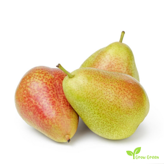 3 seeds of Forelle Pear - PYRUS COMMUNIS + Gift 5 seeds of Sunflower