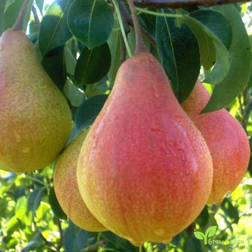 3 seeds of Forelle Pear - PYRUS COMMUNIS + Gift 5 seeds of Sunflower