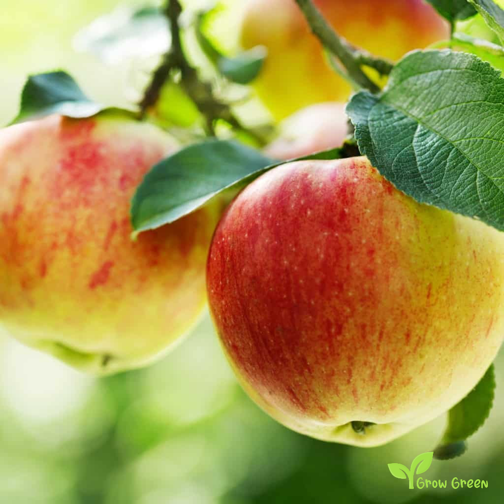 3 seeds of Gala Apple - MALUS DOMESTICA + Gift 5 seeds of Sunflower