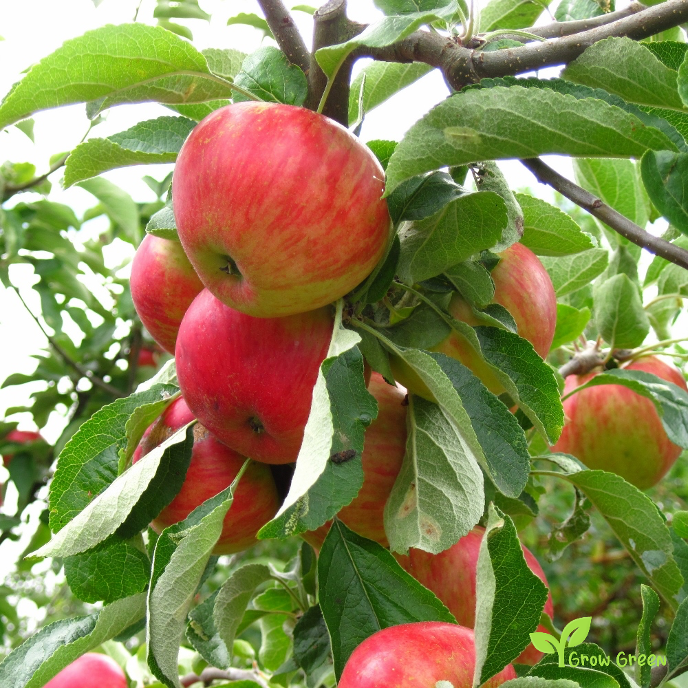 3 seeds of Gala Apple - MALUS DOMESTICA + Gift 5 seeds of Sunflower