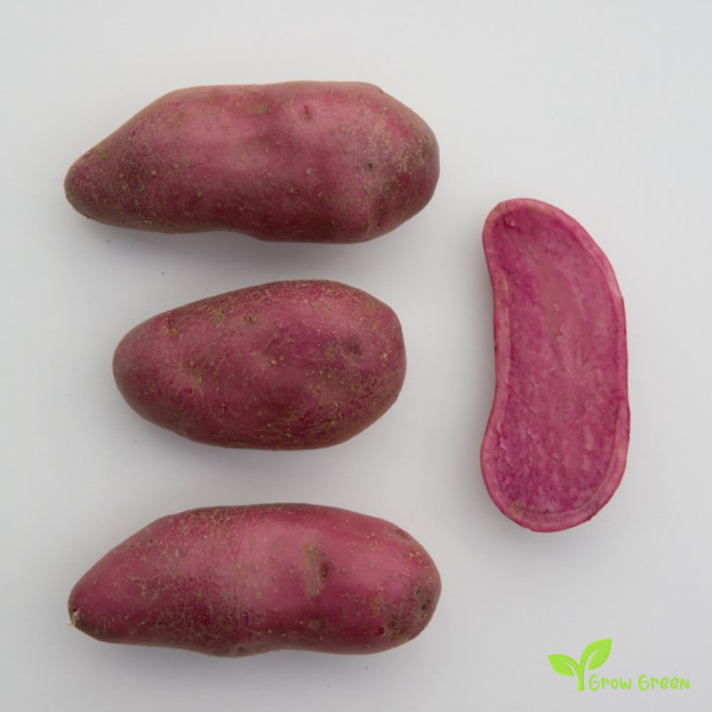2 roots of Red Thumb Potato - SOLANUM TUBEROSUM + Gift 5 seeds of Sunflower