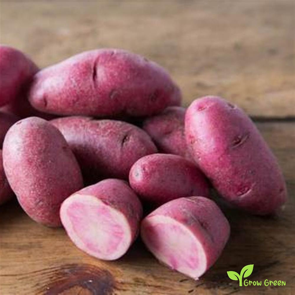2 roots of Red Thumb Potato - SOLANUM TUBEROSUM + Gift 5 seeds of Sunflower