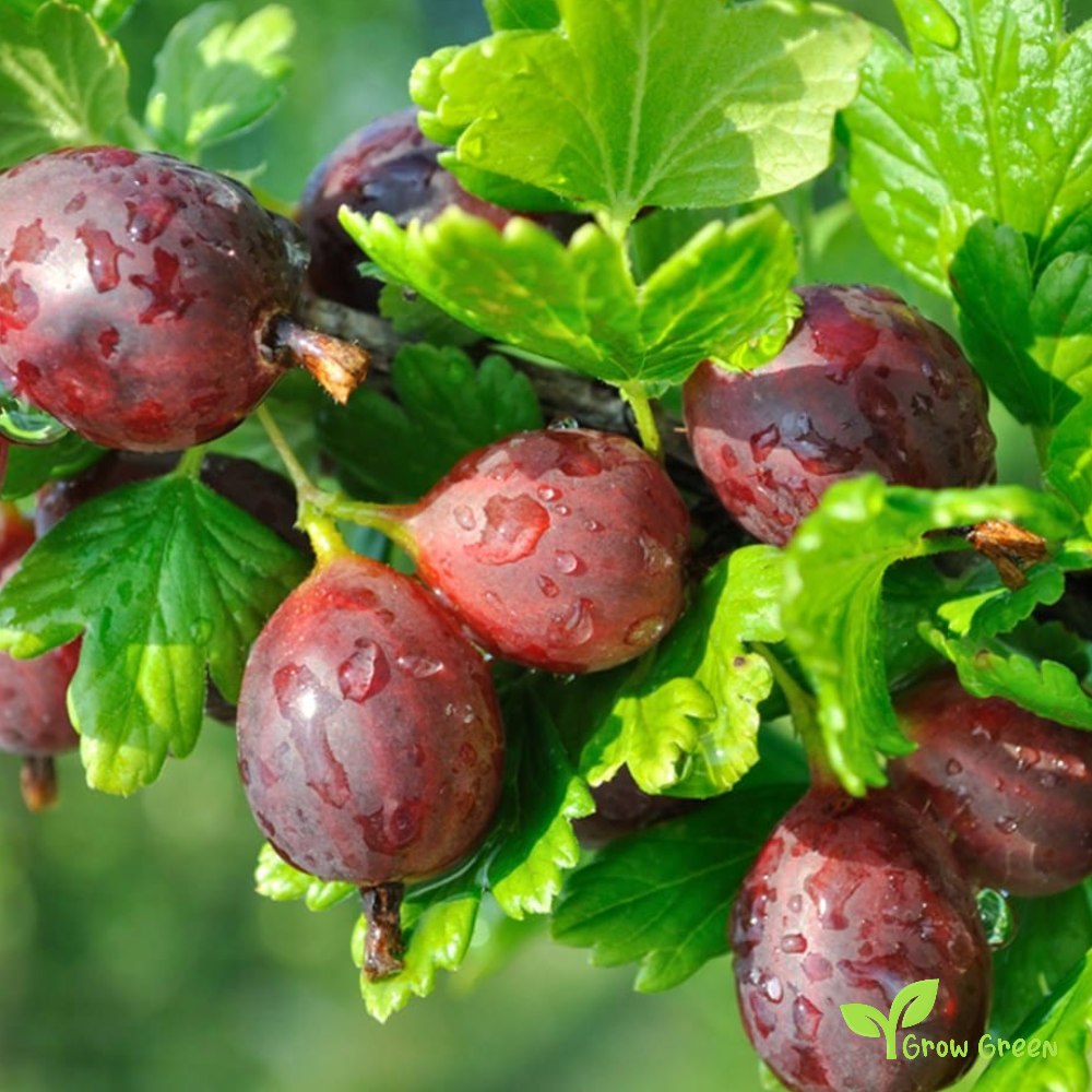 5 seeds of Red Gooseberry - RIBES UVA CRISPA + Gift 5 seeds of Sunflower