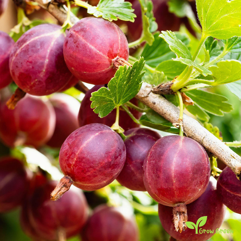 5 seeds of Red Gooseberry - RIBES UVA CRISPA + Gift 5 seeds of Sunflower