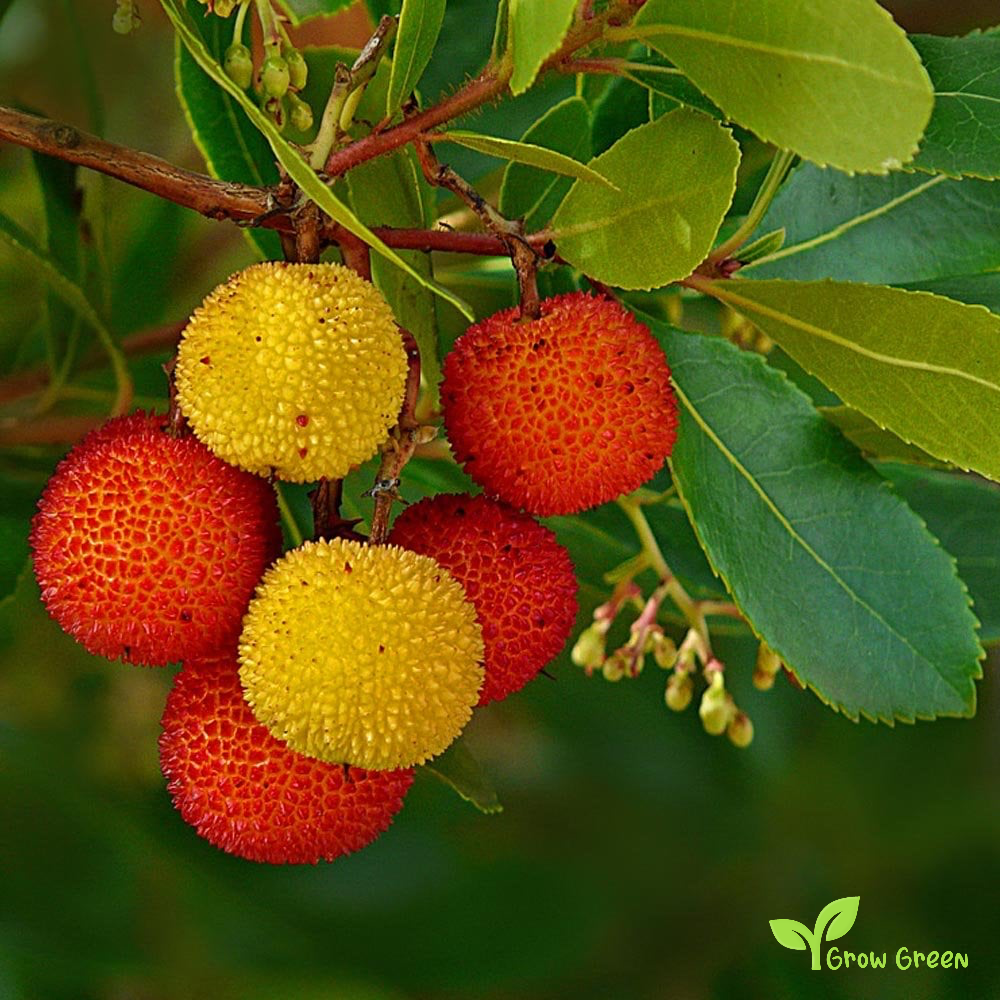 5 seeds of Strawberry Tree - ARBUTUS UNEDO + Gift 5 seeds of Sunflower