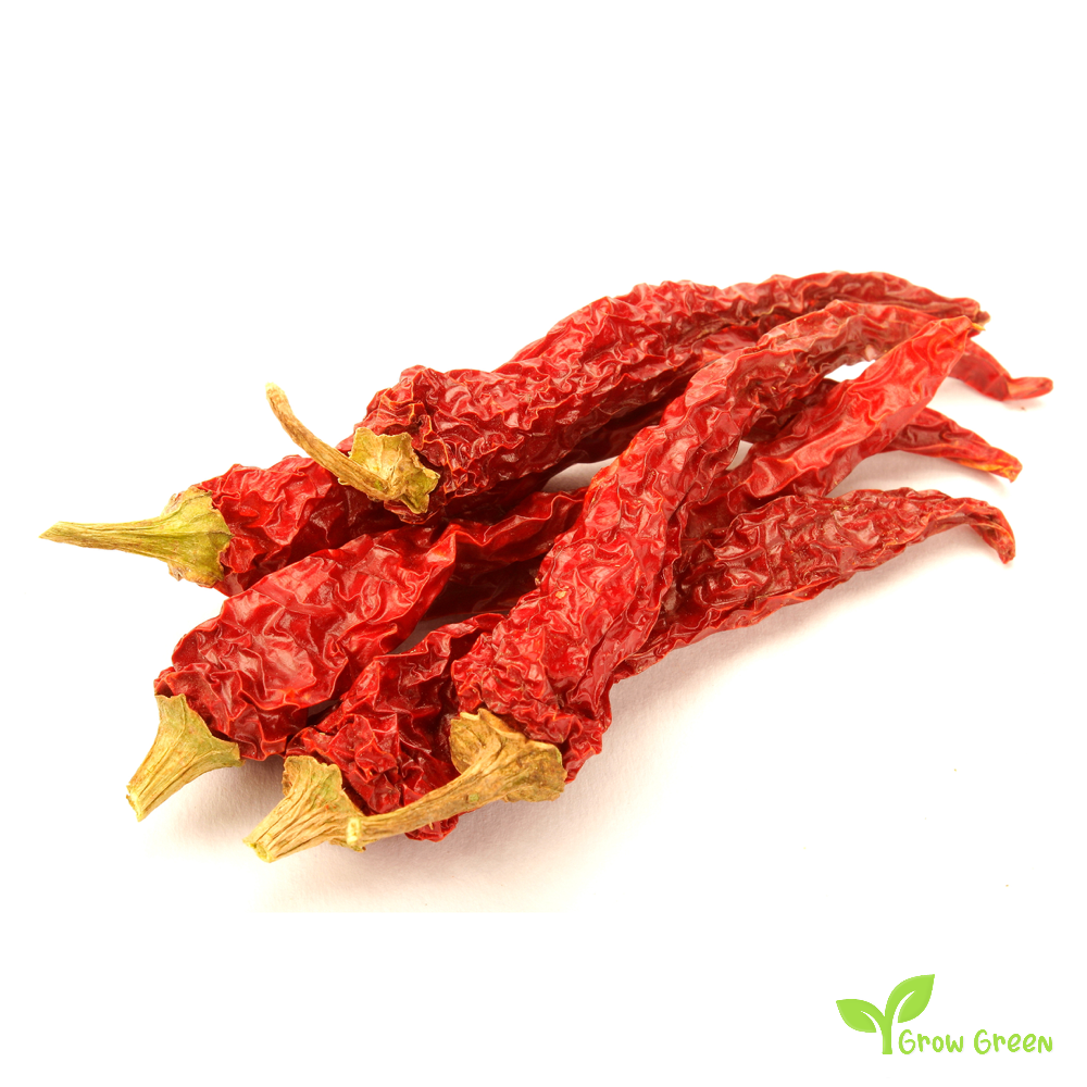 10 seeds of Kashmiri Chilli Pepper - CAPSICUM ANNUUM + Gift 5 seeds of Sunflower