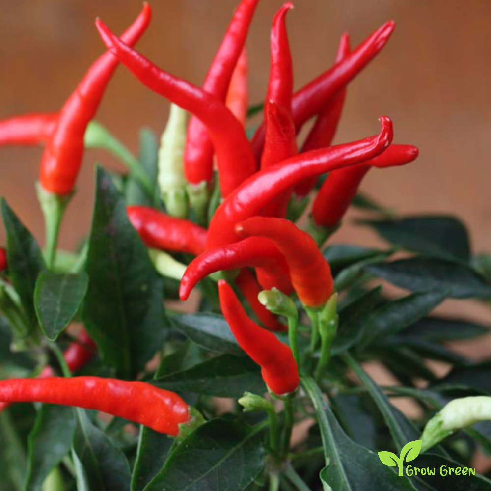 10 seeds of Kashmiri Chilli Pepper - CAPSICUM ANNUUM + Gift 5 seeds of Sunflower