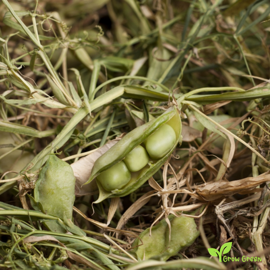 10 seeds of Cicerchia - LATHYRUS SATIVUS - Grass Pea + Gift 5 seeds of Sunflower