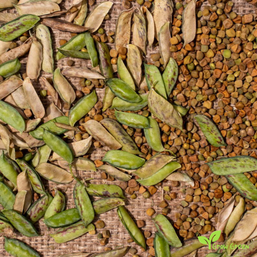 10 seeds of Cicerchia - LATHYRUS SATIVUS - Grass Pea + Gift 5 seeds of Sunflower