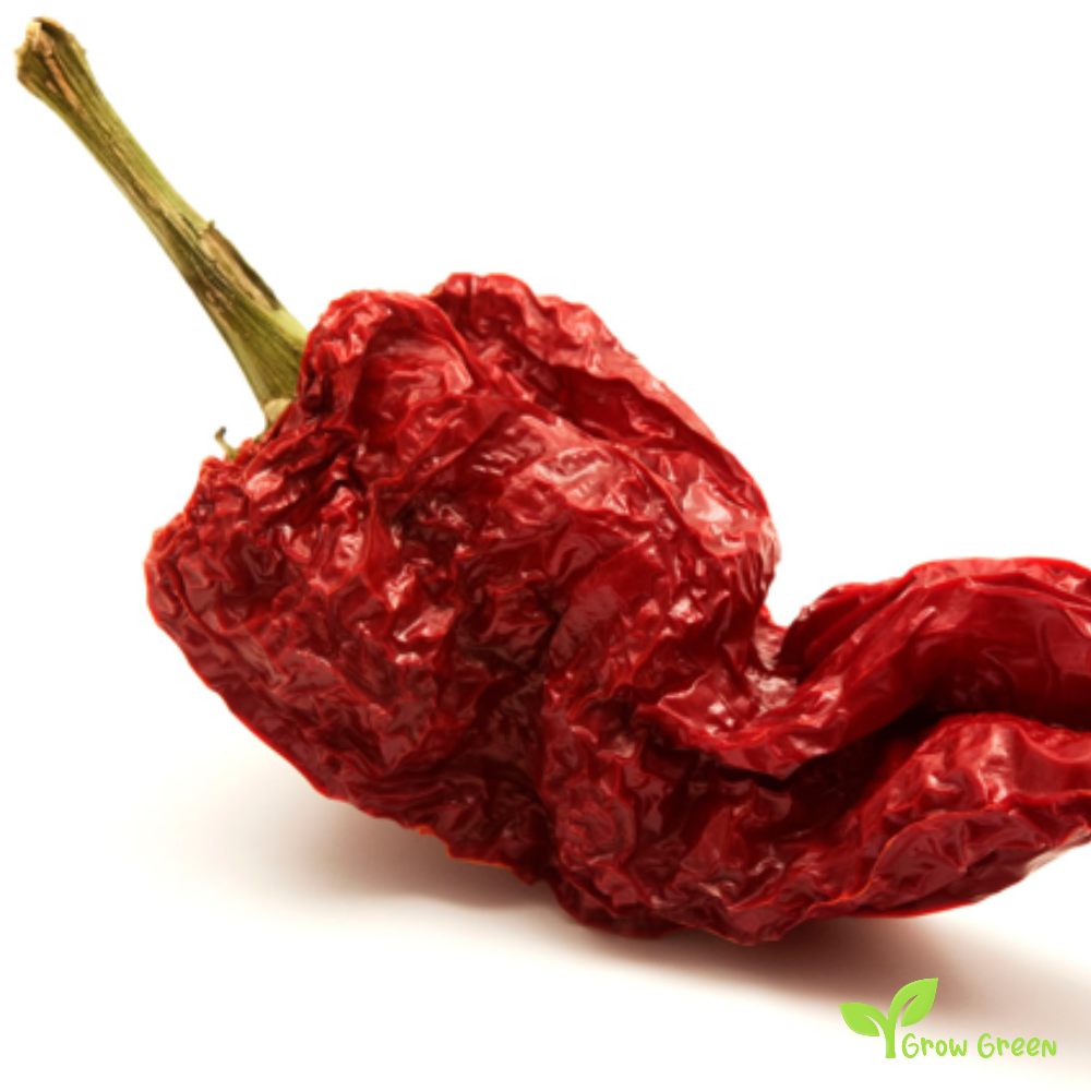 5 seeds of Senise Pepper - CAPSICUM ANNUUM + Gift 5 seeds of Sunflower