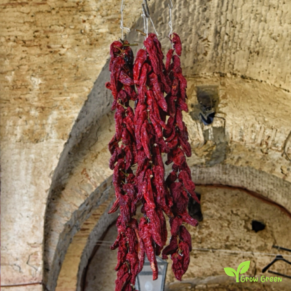 5 seeds of Senise Pepper - CAPSICUM ANNUUM + Gift 5 seeds of Sunflower