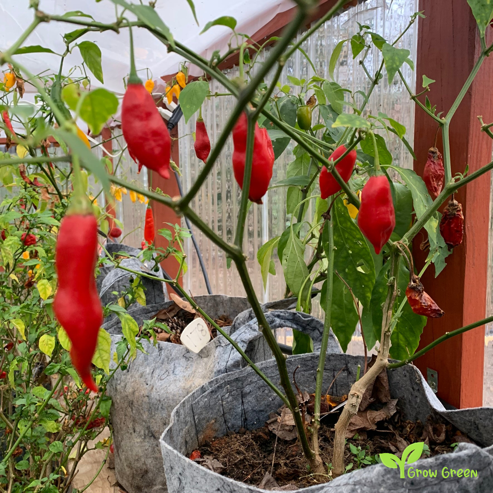 5 seeds of Pasilla De Oaxaca Chilli Pepper - CAPSICUM ANNUUM + Gift 5 seeds of Sunflower