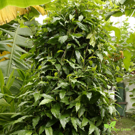 5 seeds of Javanese Pepper - PIPER RETROFRACTUM - Balinese + Gift 5 seeds of Sunflower