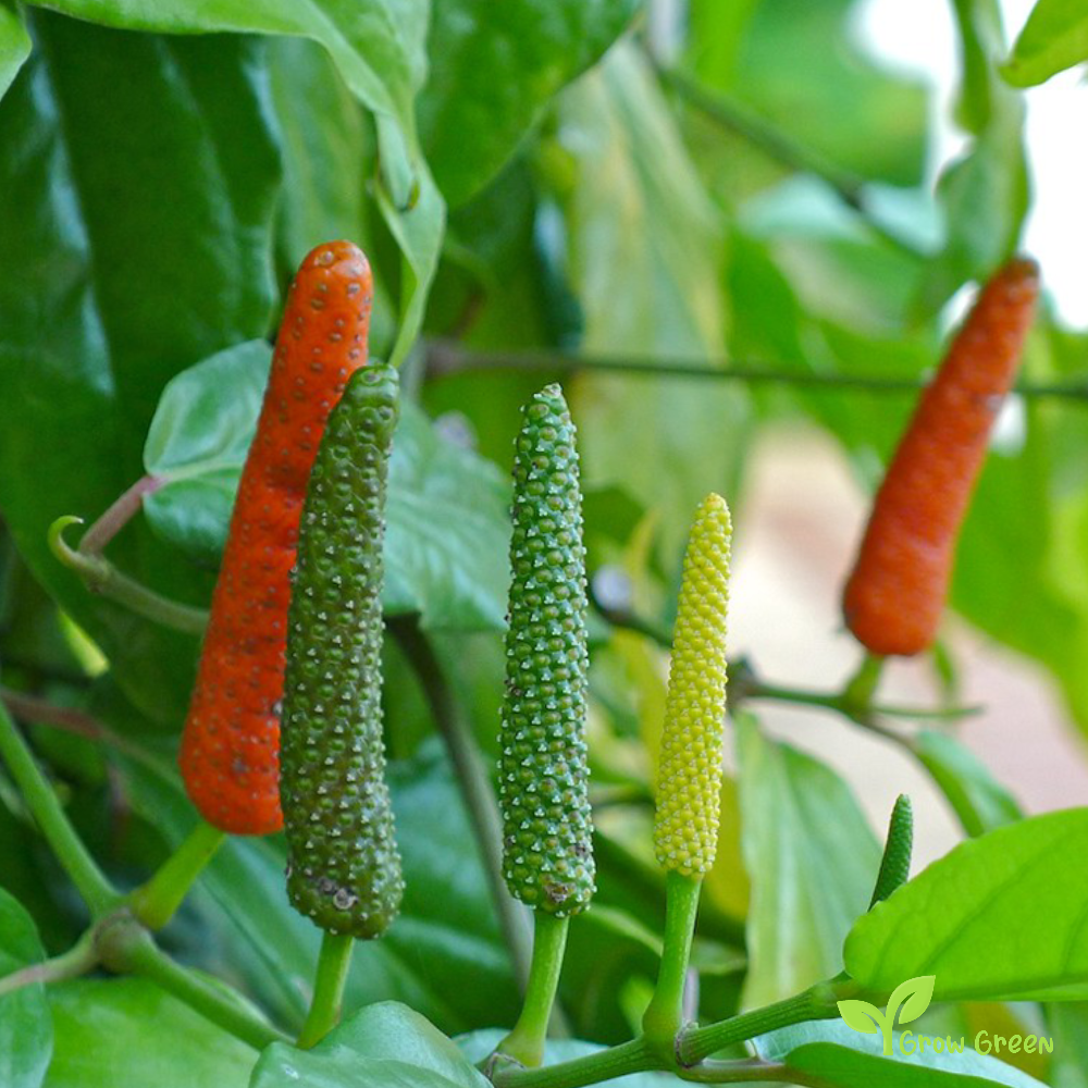 5 seeds of Javanese Pepper - PIPER RETROFRACTUM - Balinese + Gift 5 seeds of Sunflower