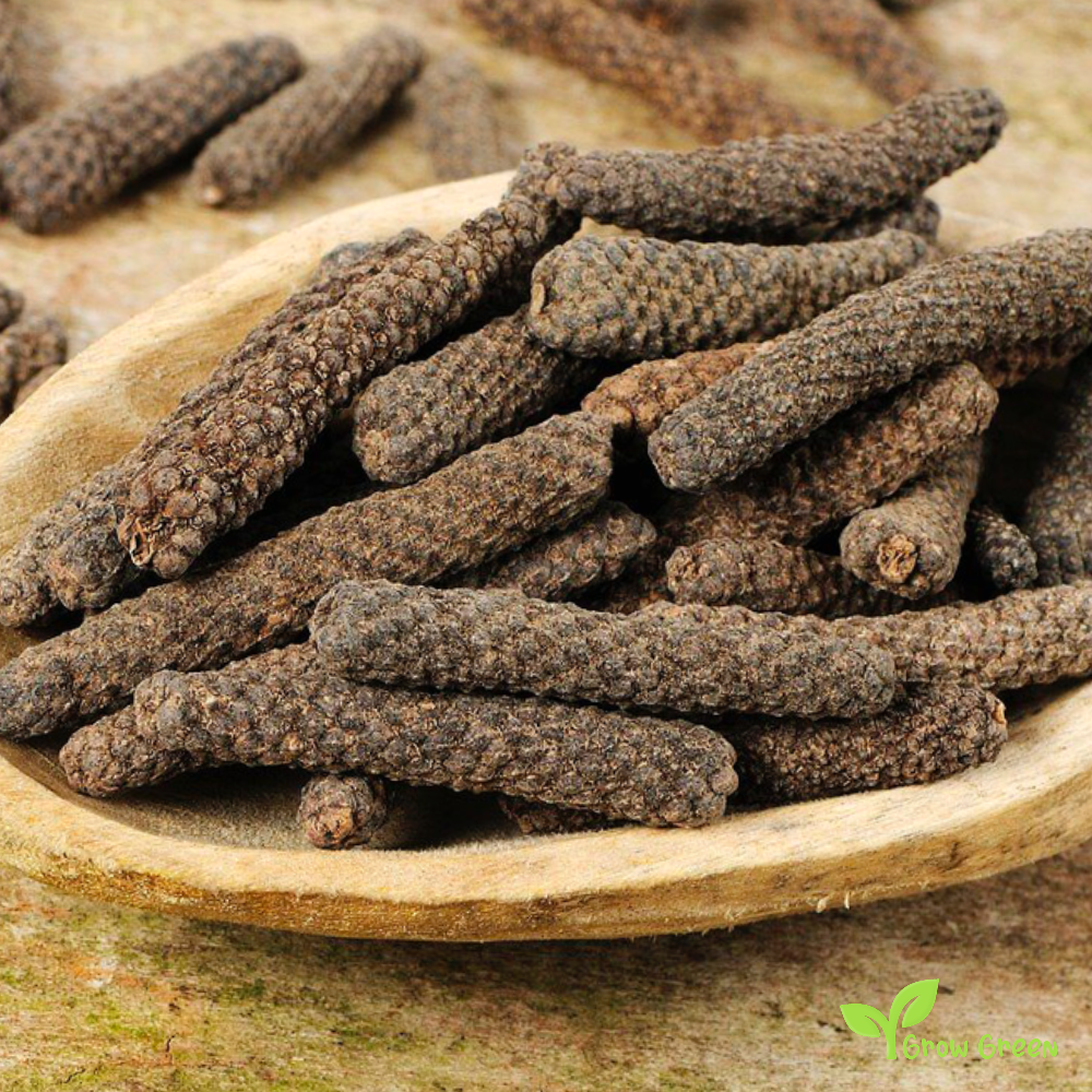 5 seeds of Javanese Pepper - PIPER RETROFRACTUM - Balinese + Gift 5 seeds of Sunflower