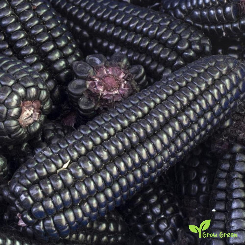 5 seeds of Giant Black Maize - ZEA MAYS - Corn + Gift 5 seeds of Sunflower