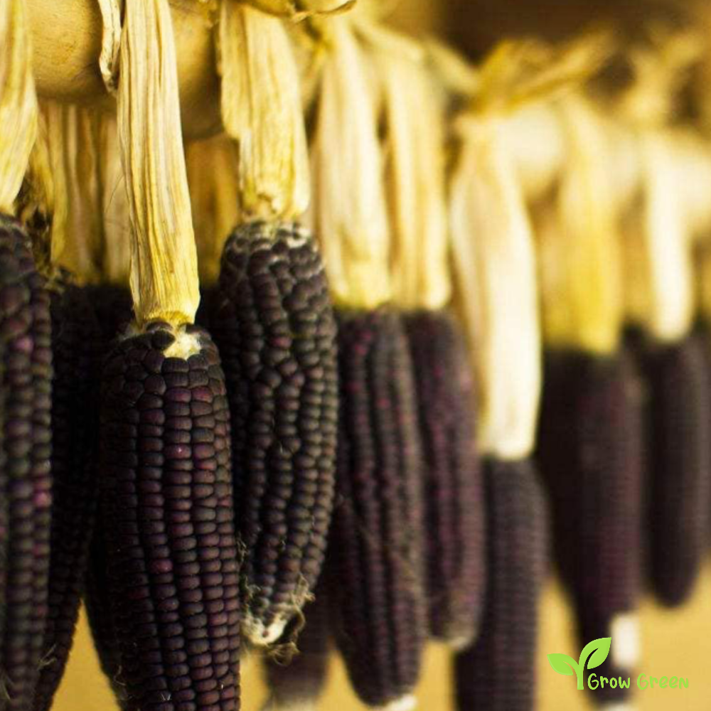 5 seeds of Giant Black Maize - ZEA MAYS - Corn + Gift 5 seeds of Sunflower