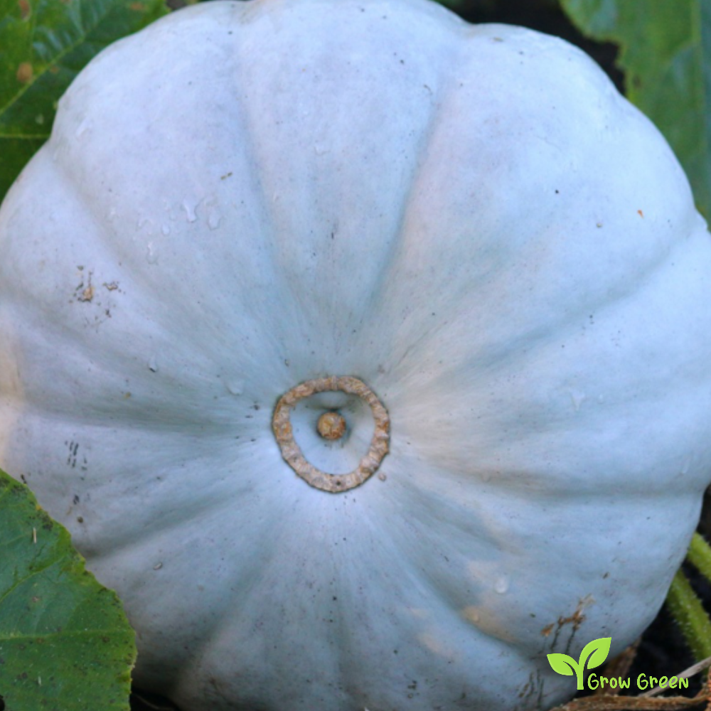 10 seeds of Blue Prince Pumpkin - CUCURBITA - Blue Squash + Gift 5 seeds of Sunflower