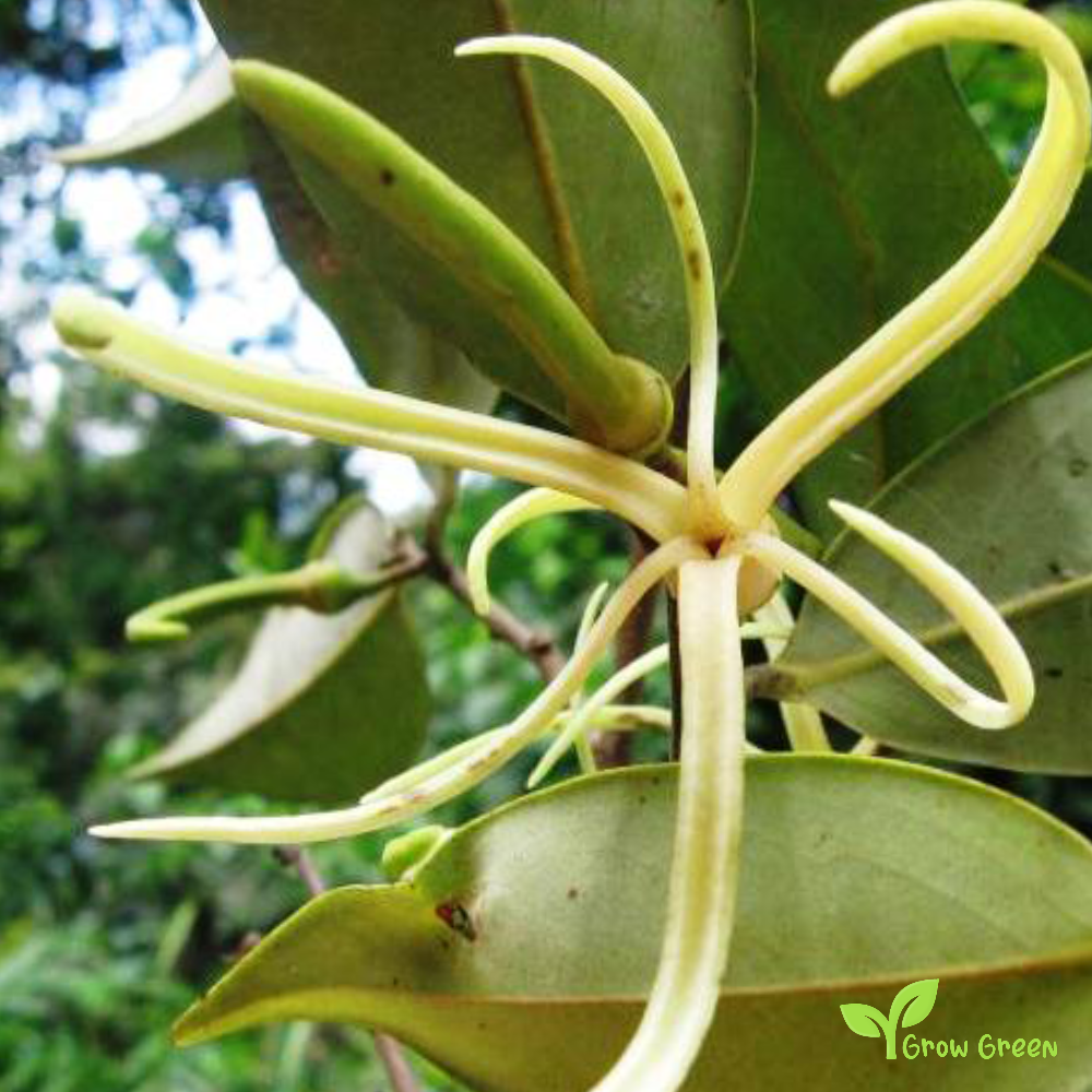 5 seeds of Selim Pepper - XYLOPIA AETHIOPICA - African Pepper + Gift 5 seeds of Sunflower