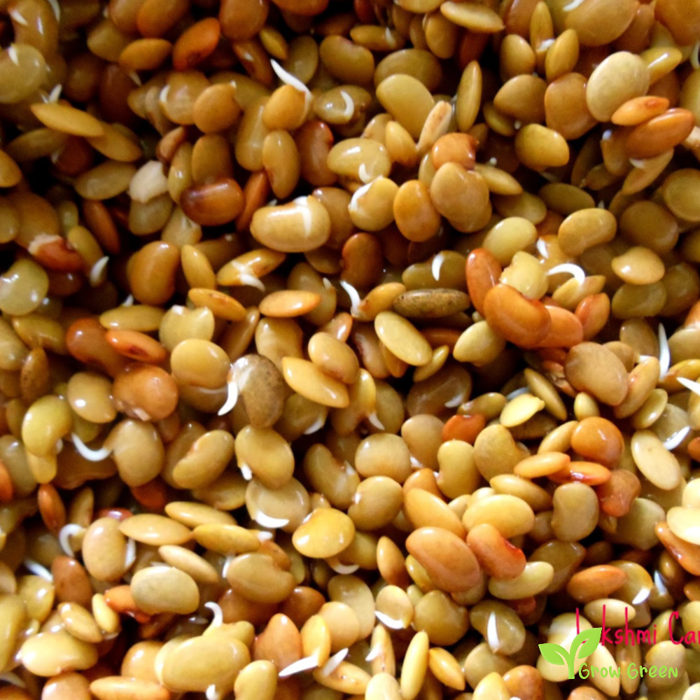 30 seeds of Horsegram - Macrotyloma Uniflorum - Gahat + Gift 5 seeds of Sunflower