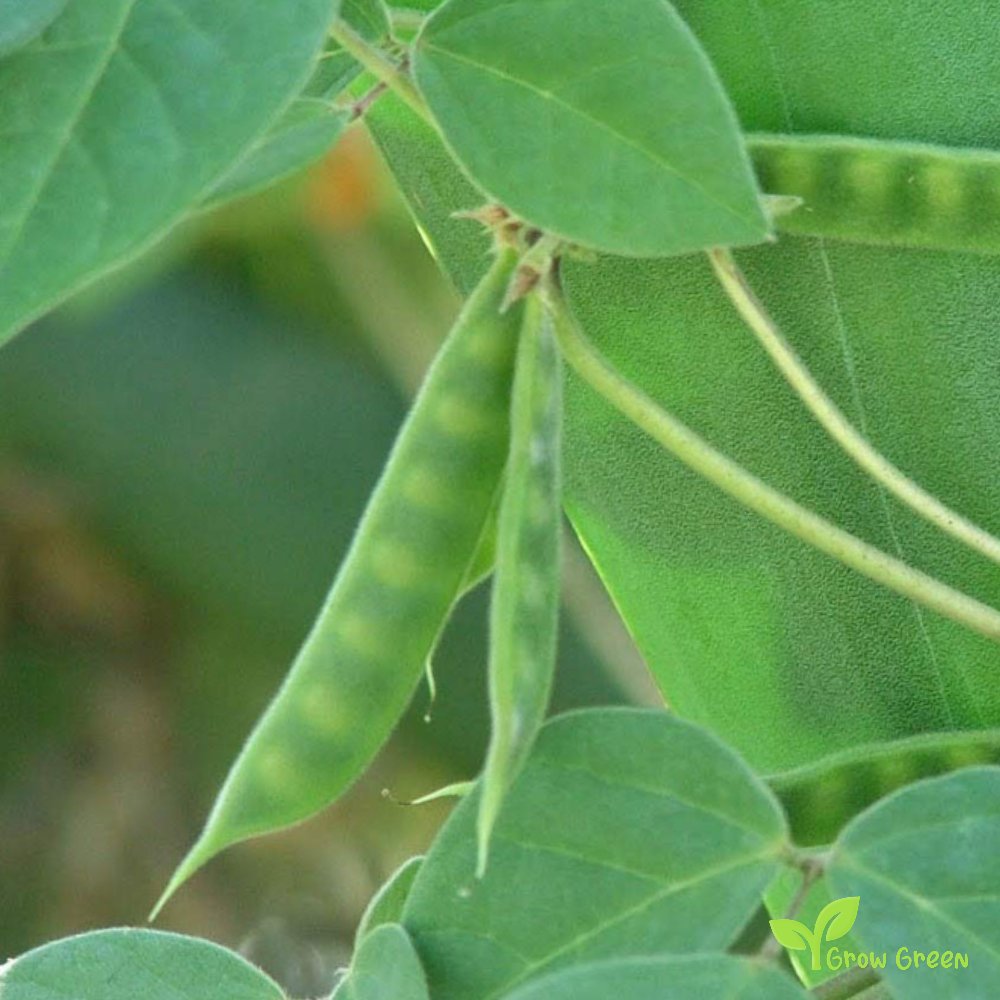 30 seeds of Horsegram - Macrotyloma Uniflorum - Gahat + Gift 5 seeds of Sunflower