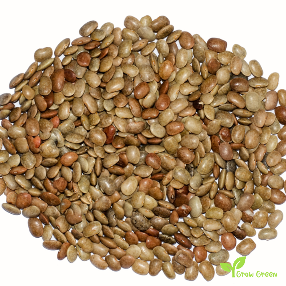 30 seeds of Horsegram - Macrotyloma Uniflorum - Gahat + Gift 5 seeds of Sunflower
