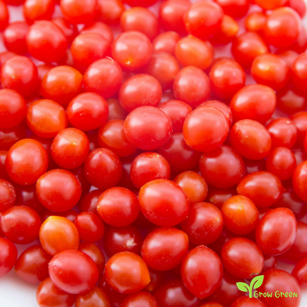 10 seeds of Tomberry Tomato seeds - SOLANUM LYCOPERSICUM + Gift 5 seeds of Sunflower