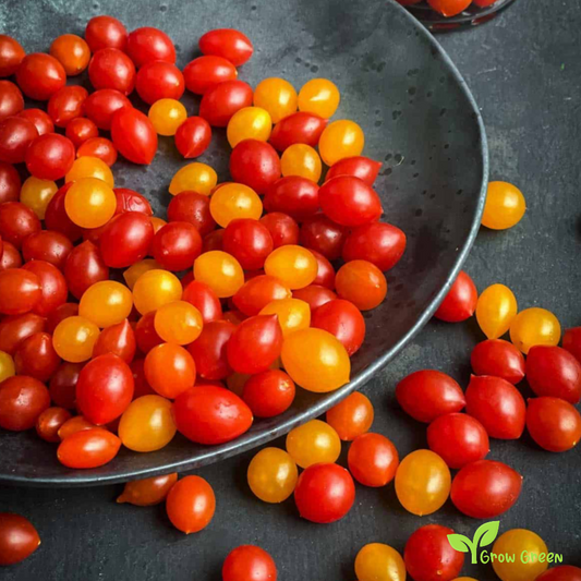 10 seeds of Tomberry Tomato seeds - SOLANUM LYCOPERSICUM + Gift 5 seeds of Sunflower