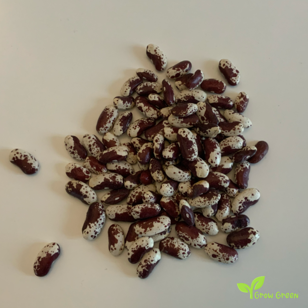 30 seeds of Cannellini Pinti Bean - PHASEOLUS VULGARIS + Gift 5 seeds of Sunflower