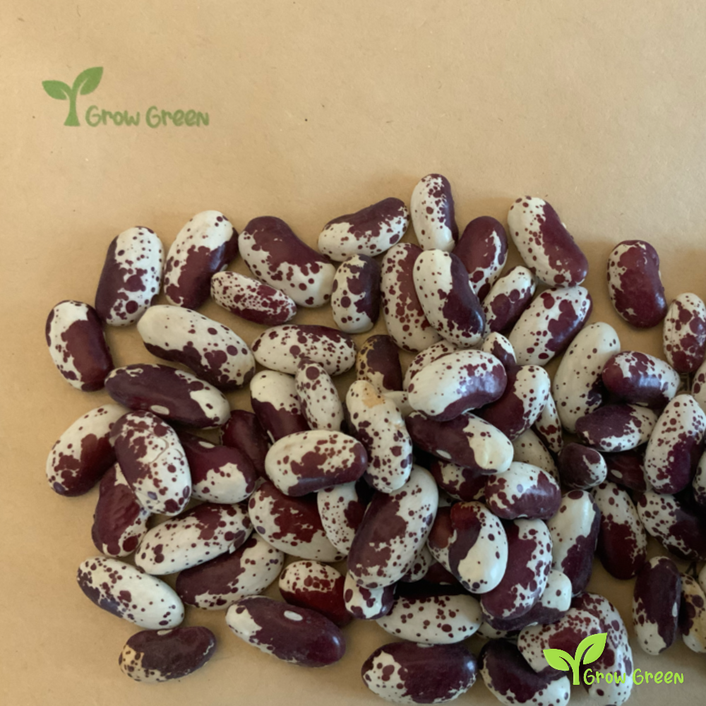 30 seeds of Cannellini Pinti Bean - PHASEOLUS VULGARIS + Gift 5 seeds of Sunflower