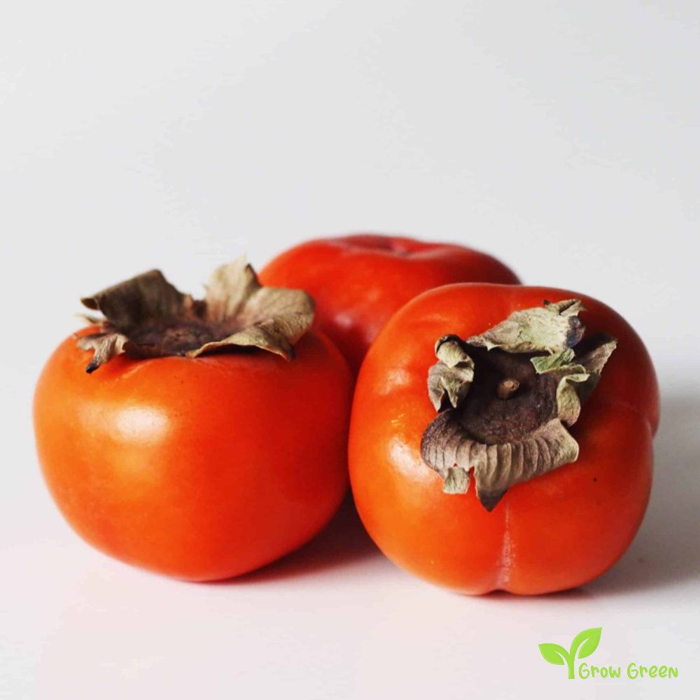 4 seeds of Persimmon - DIOSPYROS KAKI - Kaki + Kala chana + Gift 5 seeds of Sunflower