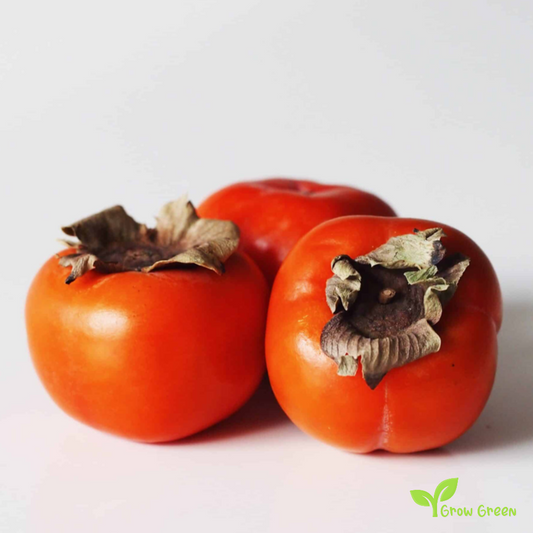 4 seeds of Persimmon - DIOSPYROS KAKI - Kaki + Kala chana + Gift 5 seeds of Sunflower