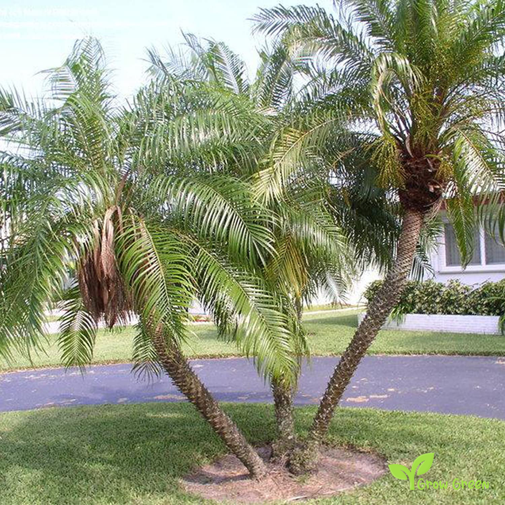 5 seeds of Robellini Palm - PHOENIX ROEBELENII - Pygmi Date Dwarf + Gift 5 seeds of Sunflower