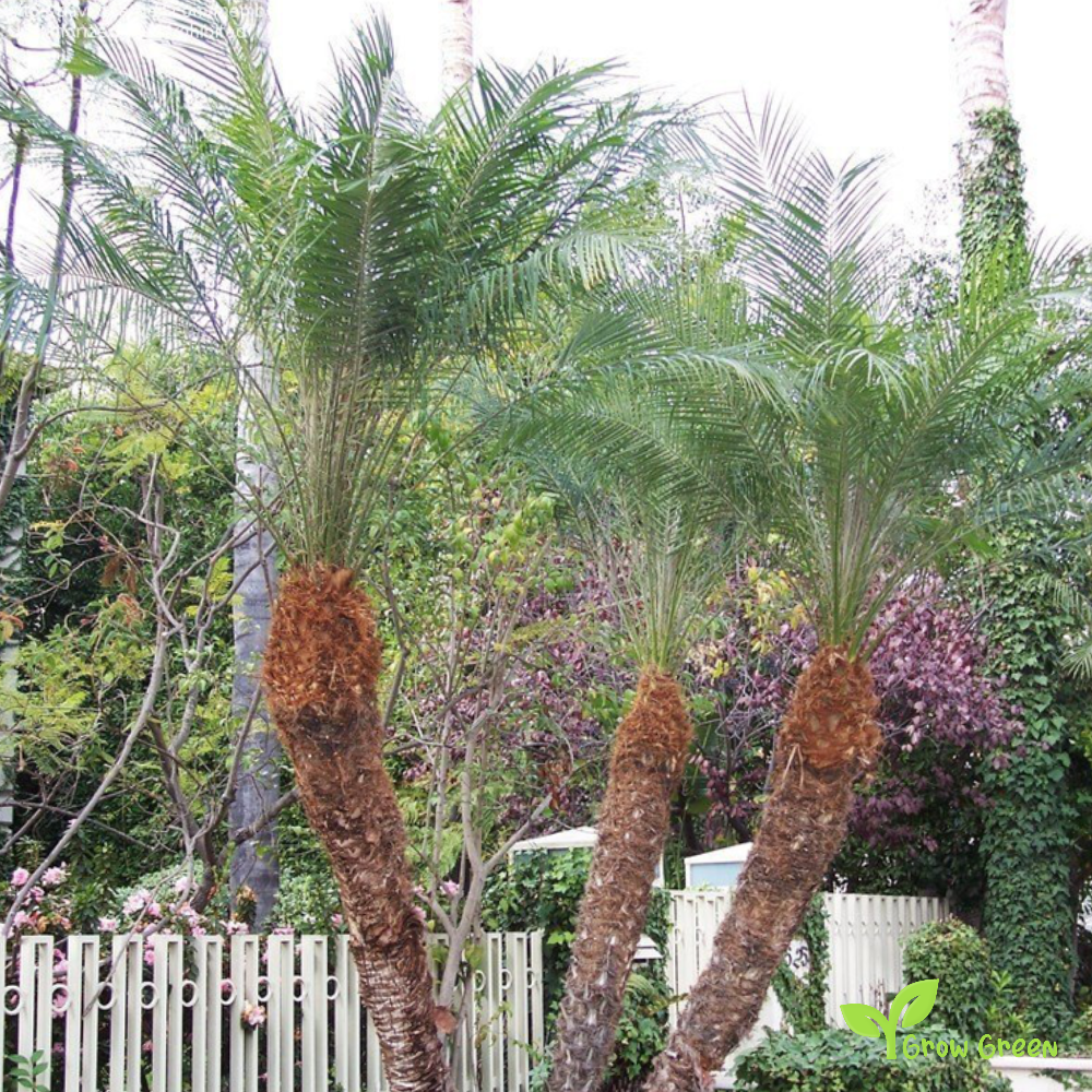5 seeds of Robellini Palm - PHOENIX ROEBELENII - Pygmi Date Dwarf + Gift 5 seeds of Sunflower
