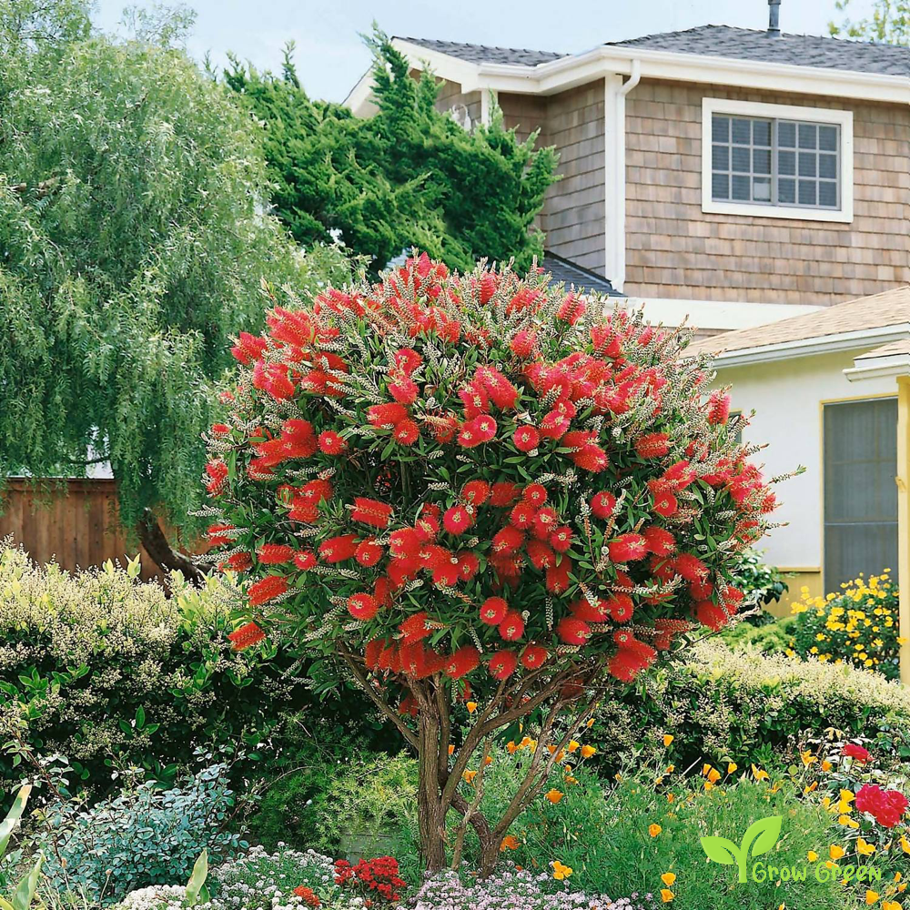 10 seeds of Callistemon seeds - MELALEUCA CITRINA + Gift 5 seeds of Sunflower