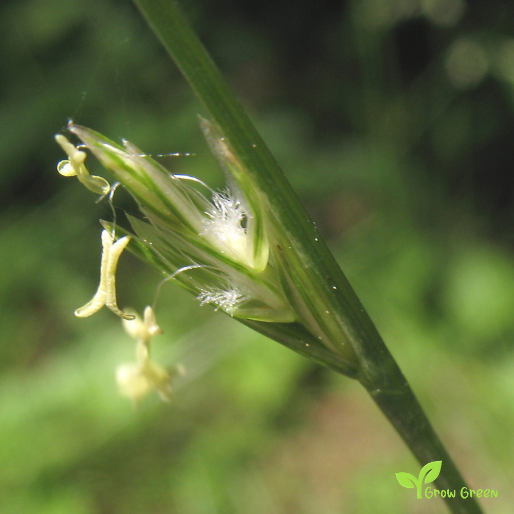 100 seeds of English Ryegrass - LOLIUM PERENNE - Perennial + Gift 5 seeds of Sunflower