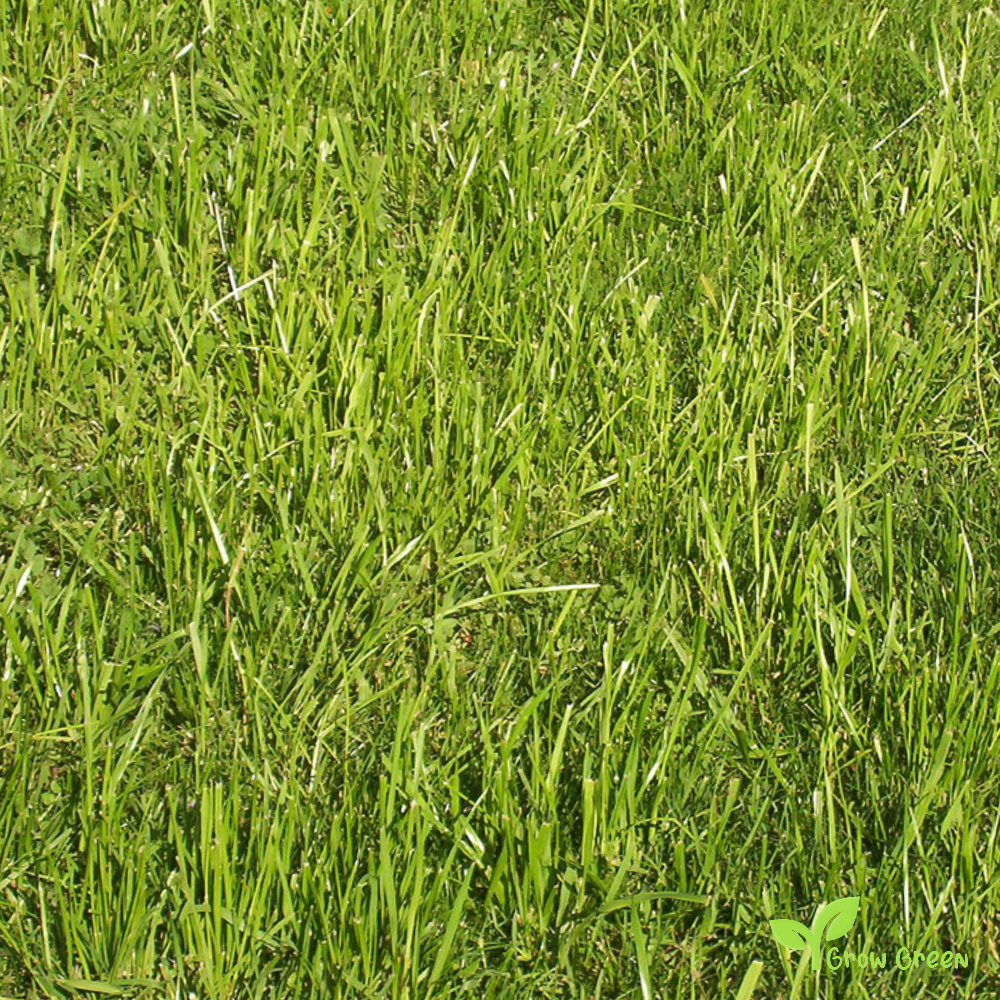 100 seeds of English Ryegrass - LOLIUM PERENNE - Perennial + Gift 5 seeds of Sunflower