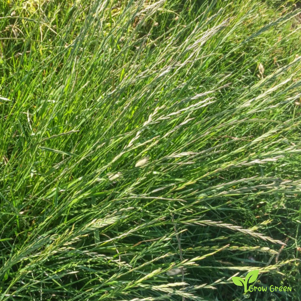100 seeds of English Ryegrass - LOLIUM PERENNE - Perennial + Gift 5 seeds of Sunflower