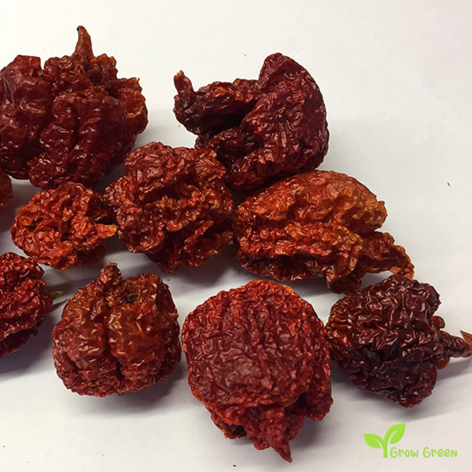 5 seeds of Trinidad Moruga Scorpion - CAPSICUM CHINENSE - Chilli + Gift 5 seeds of Sunflower