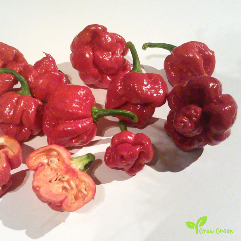 5 seeds of Trinidad Moruga Scorpion - CAPSICUM CHINENSE - Chilli + Gift 5 seeds of Sunflower