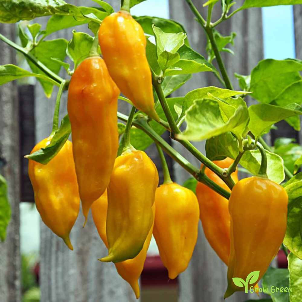 10 seeds of Bhut Jolokia Yellow Chilli - CAPSICUM CHINENESE + Gift 5 seeds of Sunflower