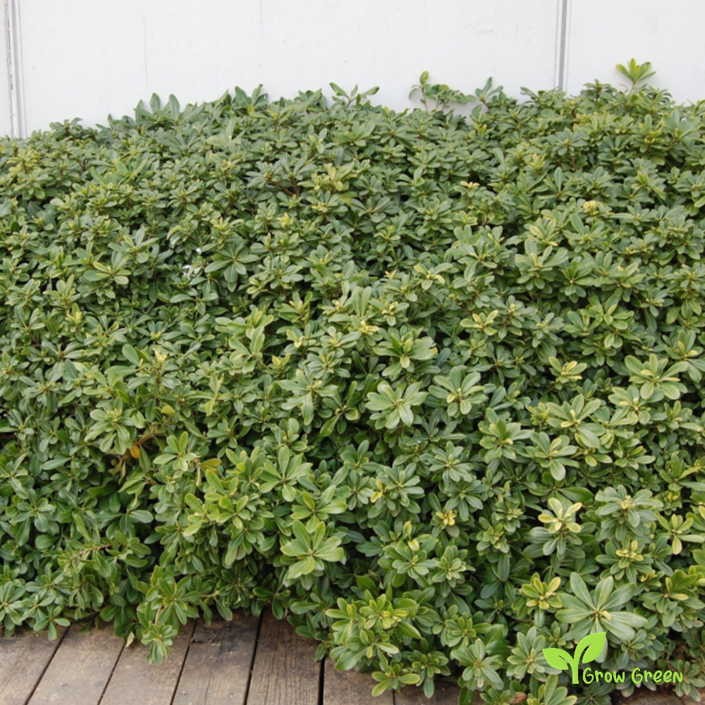 5 seeds of Cheesewood - PITTOSPORUM TORBIDA + Gift 5 seeds of Sunflower