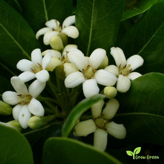 5 seeds of Cheesewood - PITTOSPORUM TORBIDA + Gift 5 seeds of Sunflower