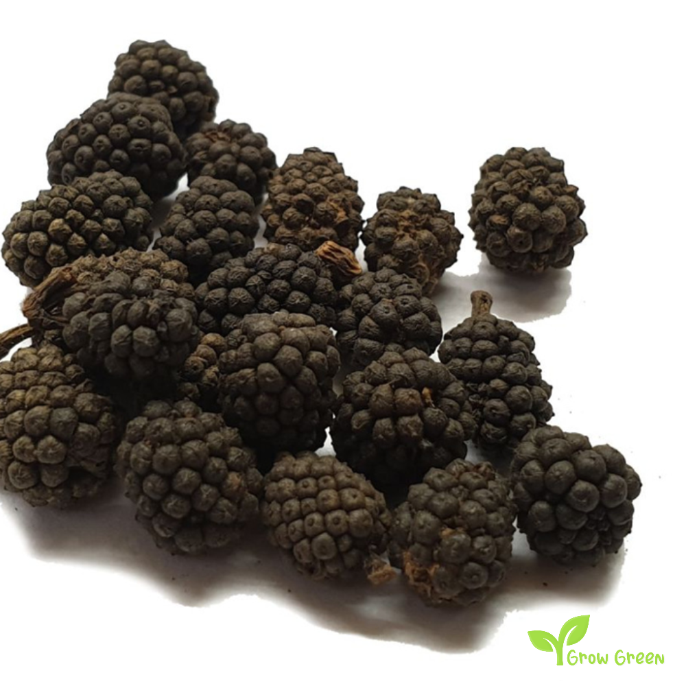 10 seeds of Assam Pepper - PIPER MULLESUA + Gift 5 seeds of Sunflower