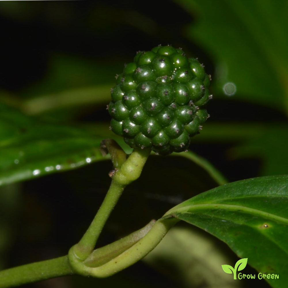 10 seeds of Assam Pepper - PIPER MULLESUA + Gift 5 seeds of Sunflower