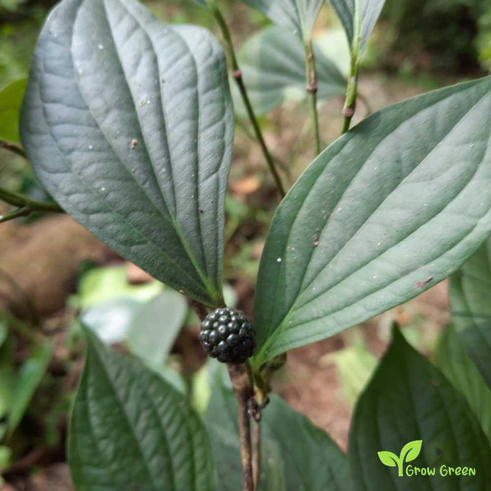 10 seeds of Assam Pepper - PIPER MULLESUA + Gift 5 seeds of Sunflower